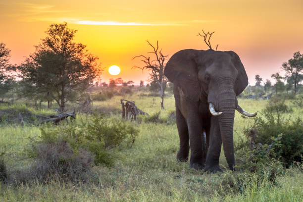 A family of elephants walking through the bush in Kruger National Park.
